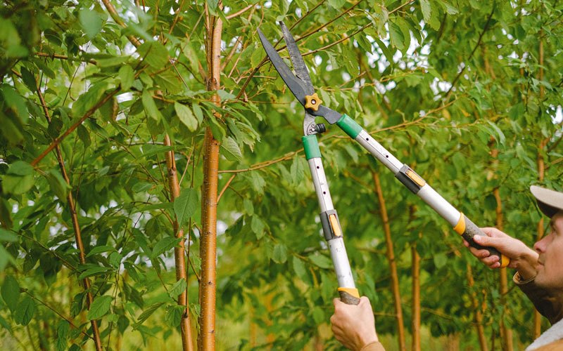 Tree trimming in Only, TN